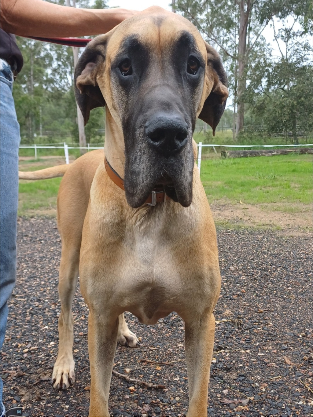 Big Dog Grooming | 169 Six Mile Creek Rd, Postmans Ridge QLD 4352, Australia | Phone: 0447 756 525