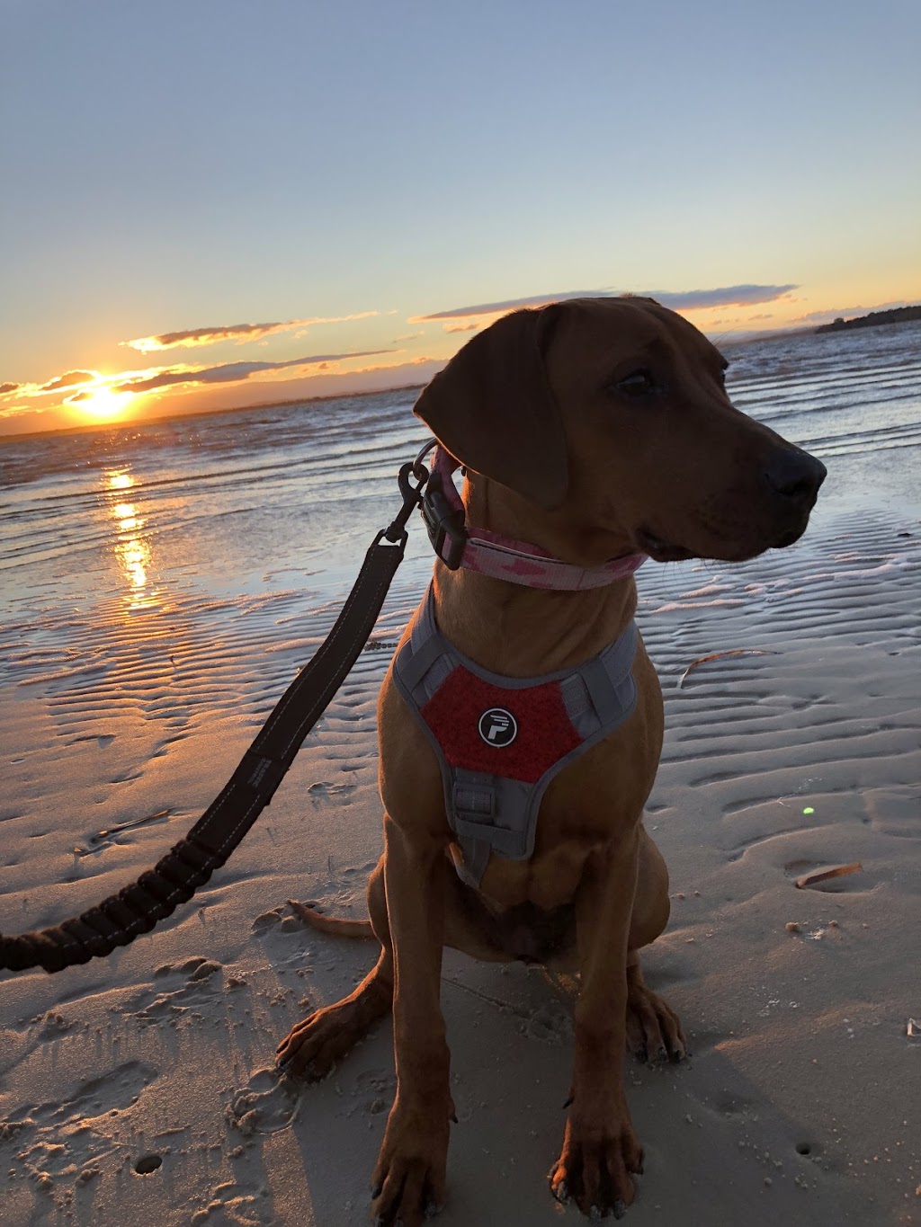 Billy Beach Off-Lead Dog Exercise Area | 4 Bay St, Mallabula NSW 2319, Australia