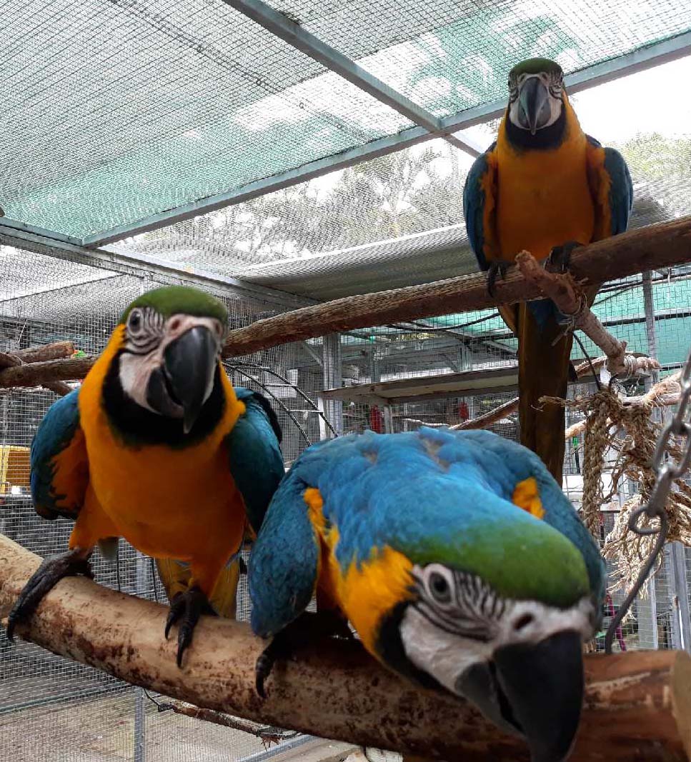 Parrots In Paradise | travel agency | 2 Barrs Rd, Glass House Mountains QLD 4518, Australia | 0754387719 OR +61 7 5438 7719