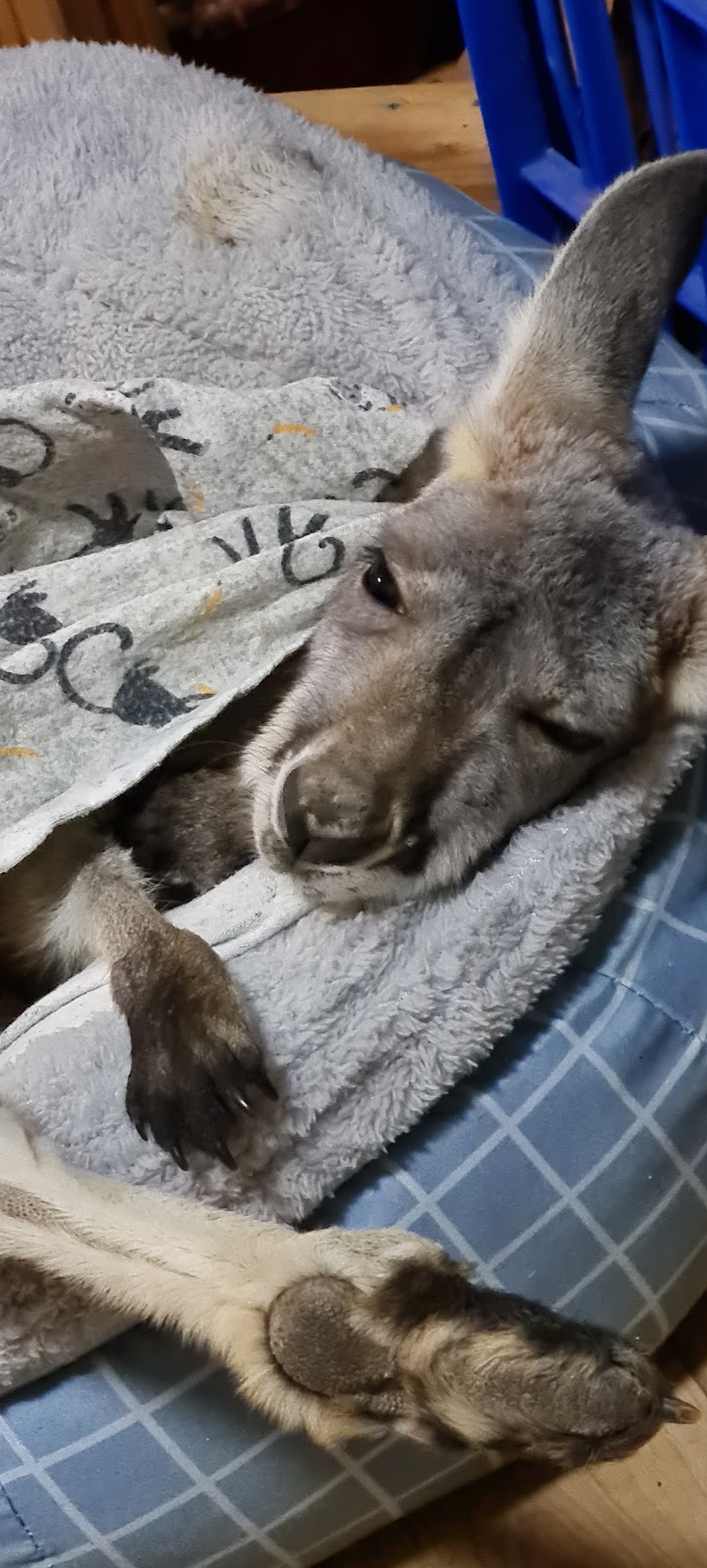 Warrego Wildlife Rescue Rehabilitation & Education Inc. | Redford Rd, Mungallala QLD 4467, Australia | Phone: 0475 095 577