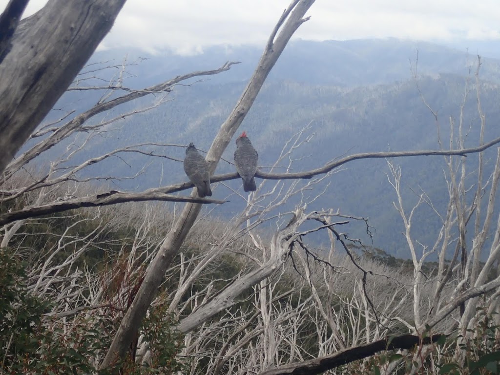 Bungalow Spur Hiking Trailhead | 104 Feathertop Track, Harrietville VIC 3741, Australia