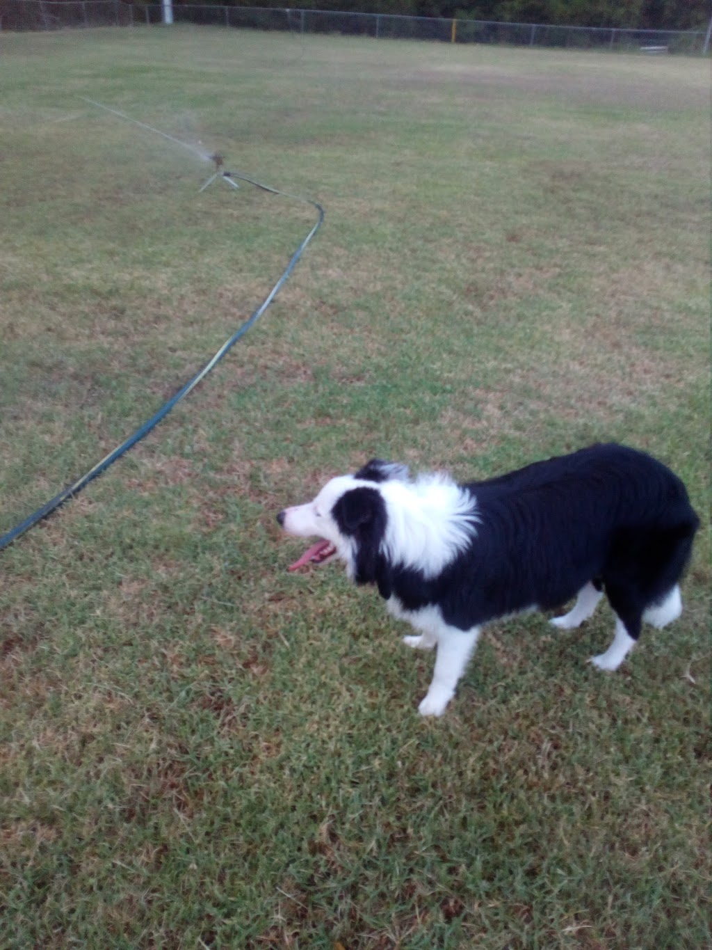 Morisset Dog Exercise Area | park | 67A Newcastle St, Morisset NSW 2264, Australia