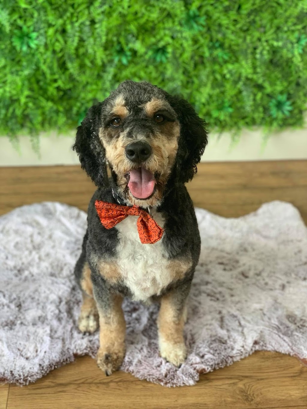 Bubble Barks Grooming Salon | 1/25 Dava Dr, Mornington VIC 3931, Australia | Phone: 0428 320 873