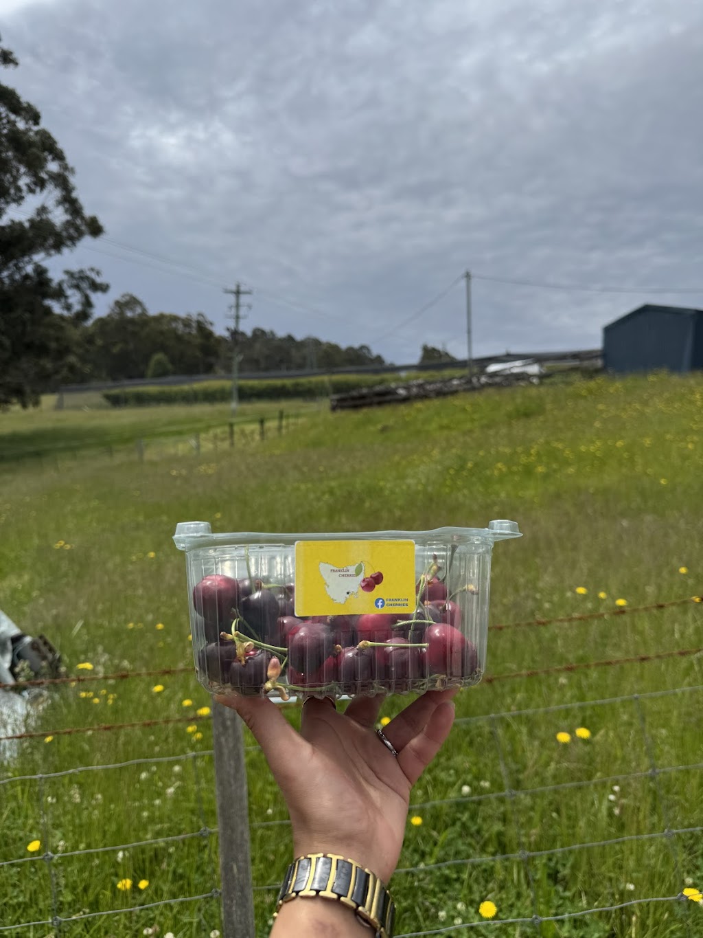 Franklin Cherries- Tasmania | 80 Maxfields Rd, Franklin TAS 7113, Australia | Phone: 0417 595 300