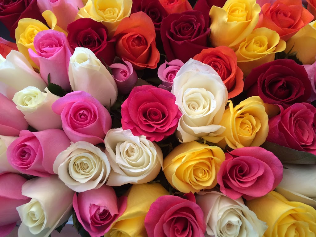 Roses 2 Go Pty Ltd. | 105-115 Hakone Rd, Woongarrah NSW 2259, Australia | Phone: (02) 4392 4155