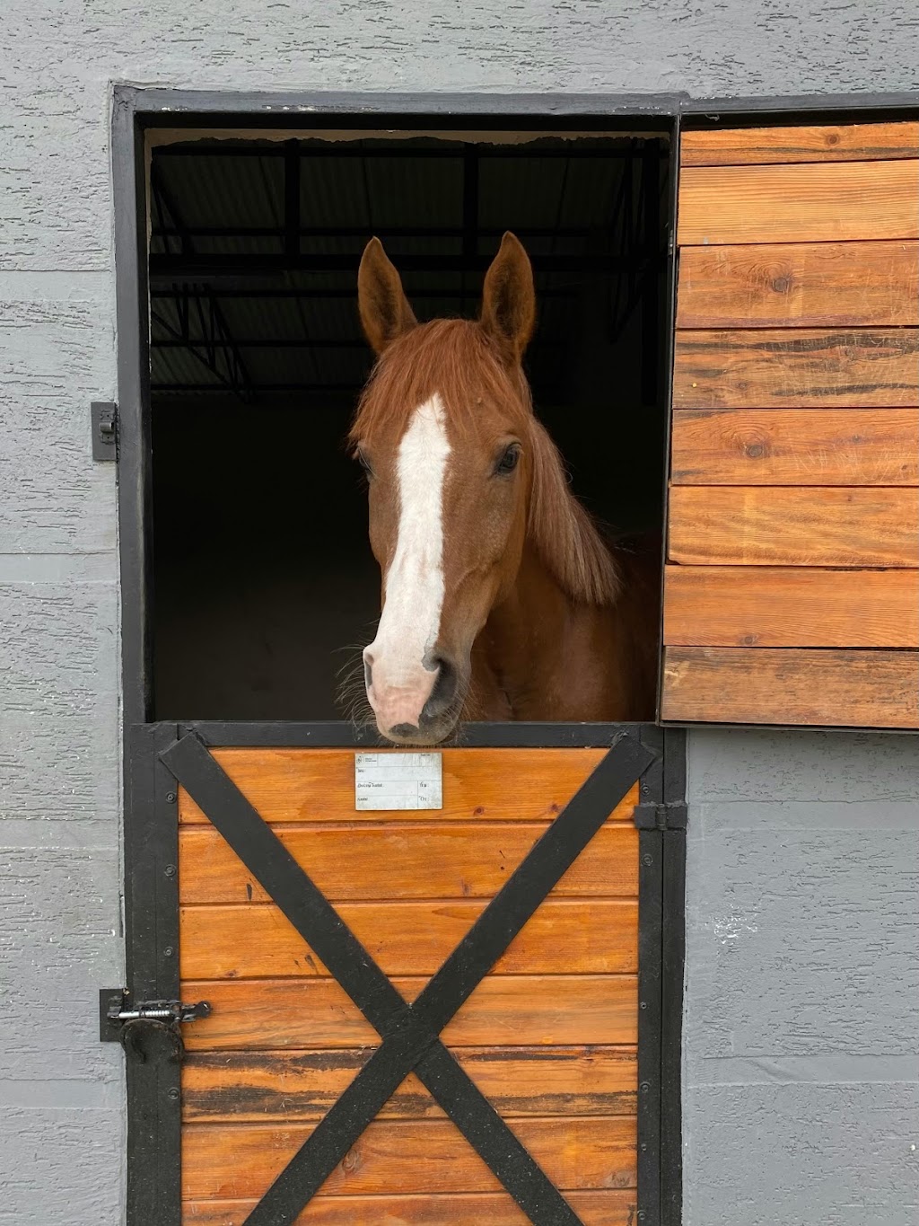 Lucky Horse Sitting | 26 Nikau Cres, Nerang QLD 4211, Australia | Phone: 0478 016 747