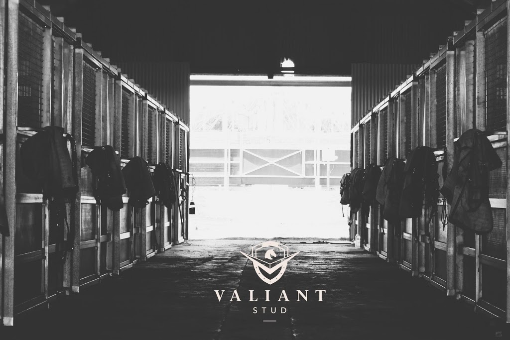 Valiant Stud | 480 Rouchel Rd, Aberdeen NSW 2336, Australia | Phone: 0428 783 717