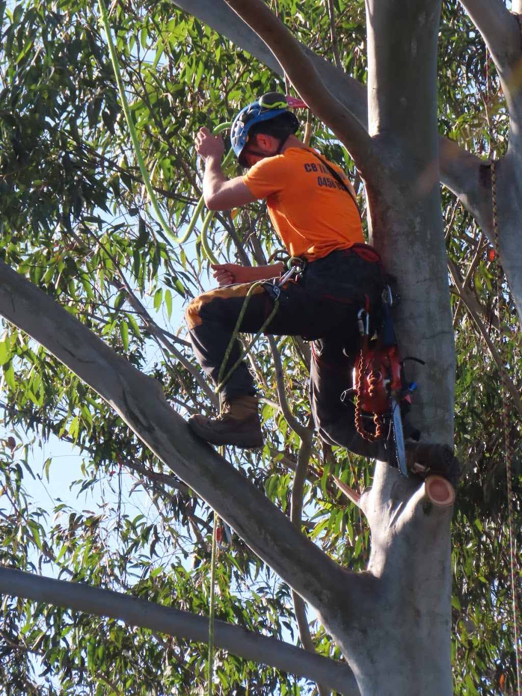 CB TREE SERVICES PTY LTD | 18 Boronia Rd, Bullaburra NSW 2784, Australia | Phone: 0458 052 658