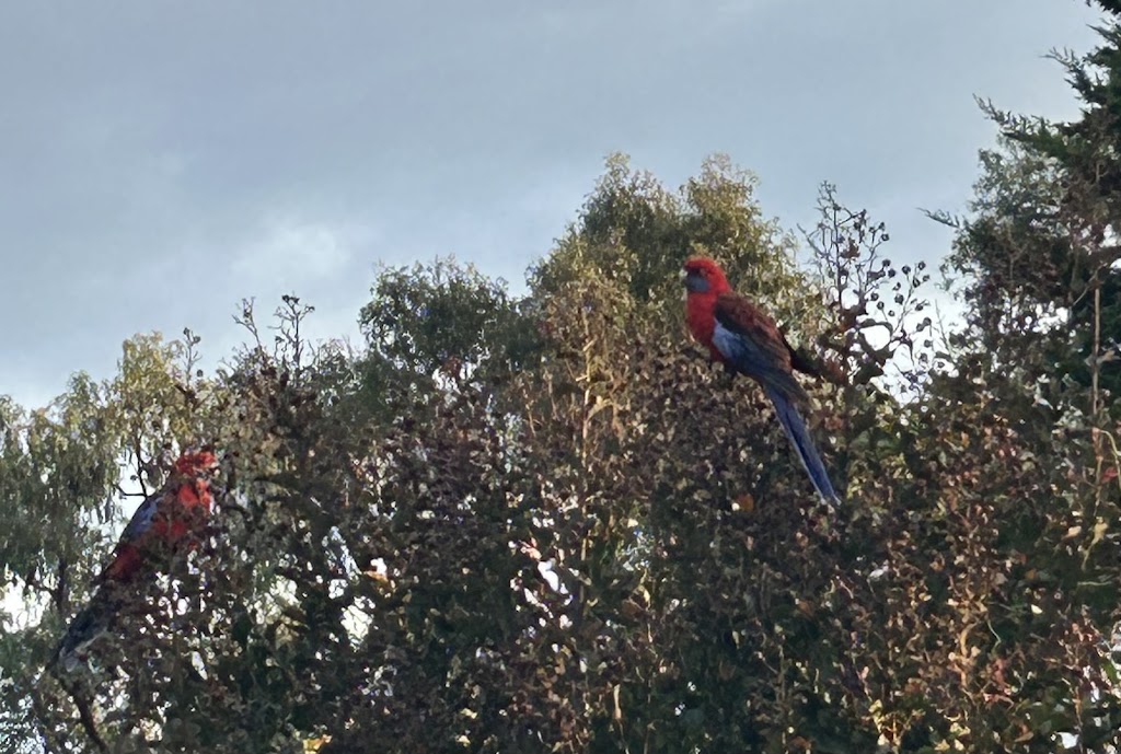 The Parrots Nest | 89 Rouse St, Tenterfield NSW 2372, Australia | Phone: 0402 391 090