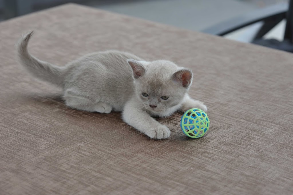 Warbo Burmese Kittens For Sale Cattery | 3119 Beechmont Rd, Witheren QLD 4275, Australia | Phone: 0411 863 880