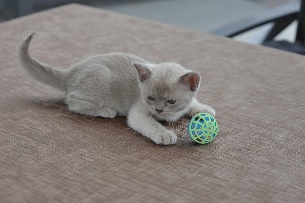 Warbo Burmese Kittens For Sale Cattery | veterinary care | 3119 Beechmont Rd, Witheren QLD 4275, Australia | 0411863880 OR +61 411 863 880