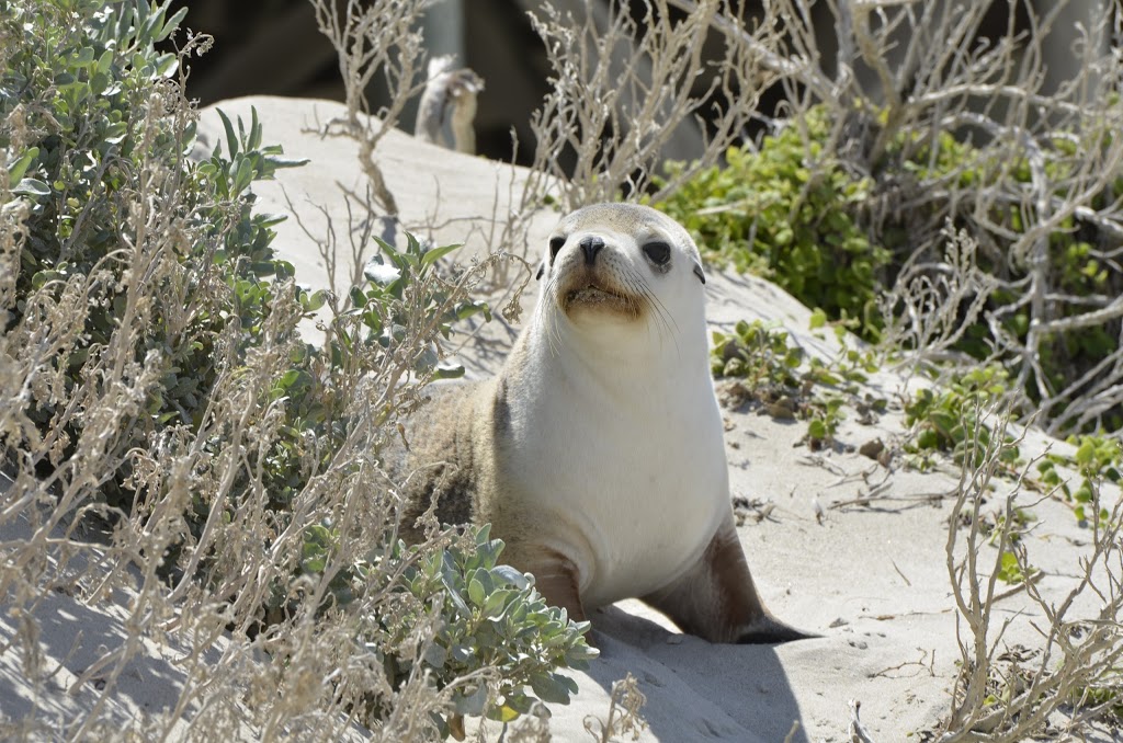 Flinders Chase Visitor Centre | Flinders Chase National Park, Flinders Chase SA 5223, Australia | Phone: (08) 8553 4450