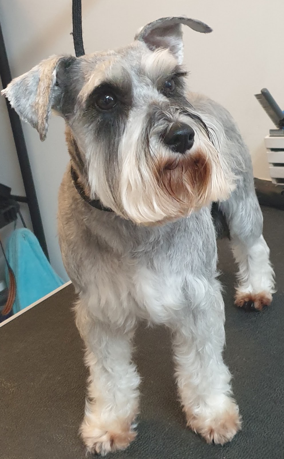 Fab Fur Dog Grooming | Candy Creek Rd, Guanaba QLD 4210, Australia | Phone: 0420 859 751