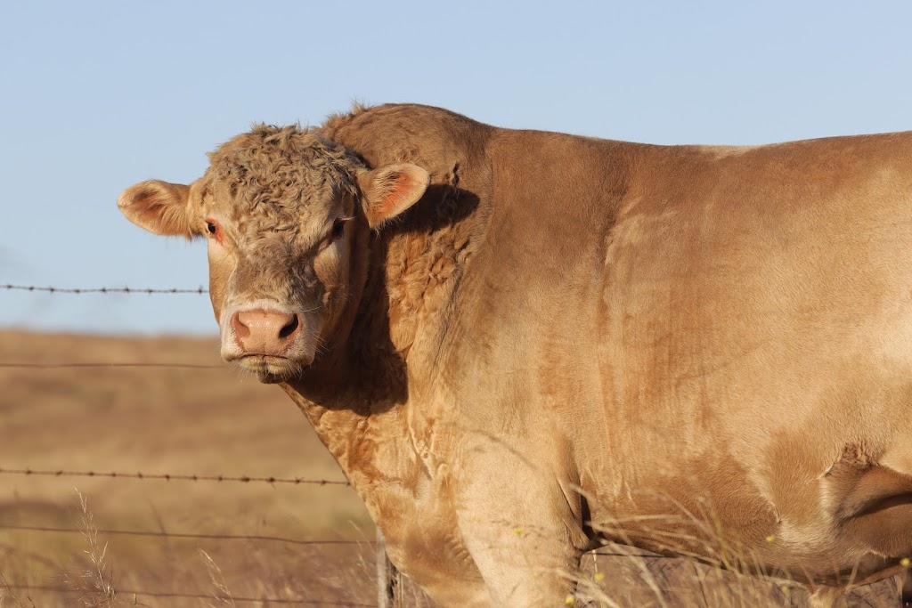 Curragindi Charolais | 815 Numeralla Rd, Middle Flat NSW 2630, Australia | Phone: (02) 6452 6169