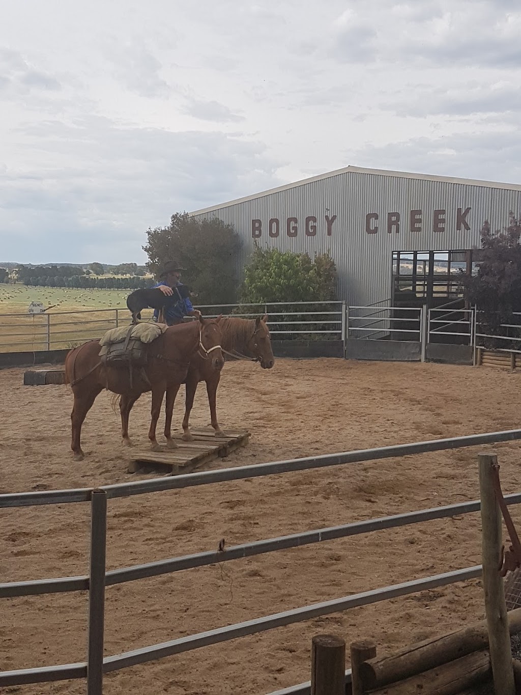 Boggy Creek Shows | tourist attraction | 55 Boggy Creek Rd, Glenroy NSW 2653, Australia | 0428488273 OR +61 428 488 273