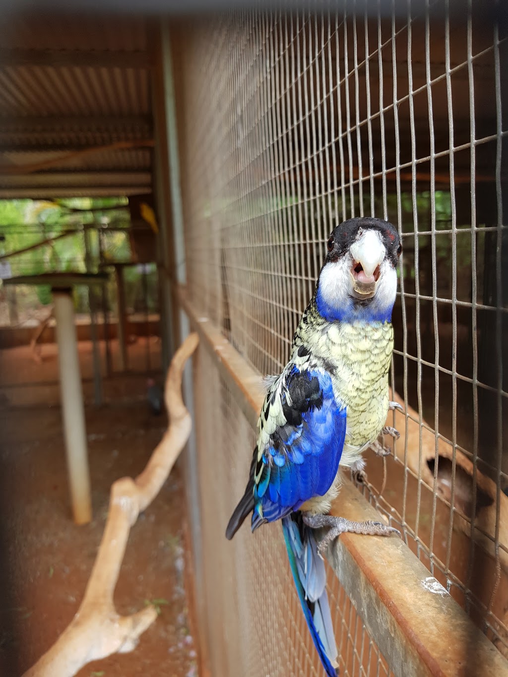 12 Mile Bird Park | Yamashita St, Broome WA 6725, Australia | Phone: 0408 941 059