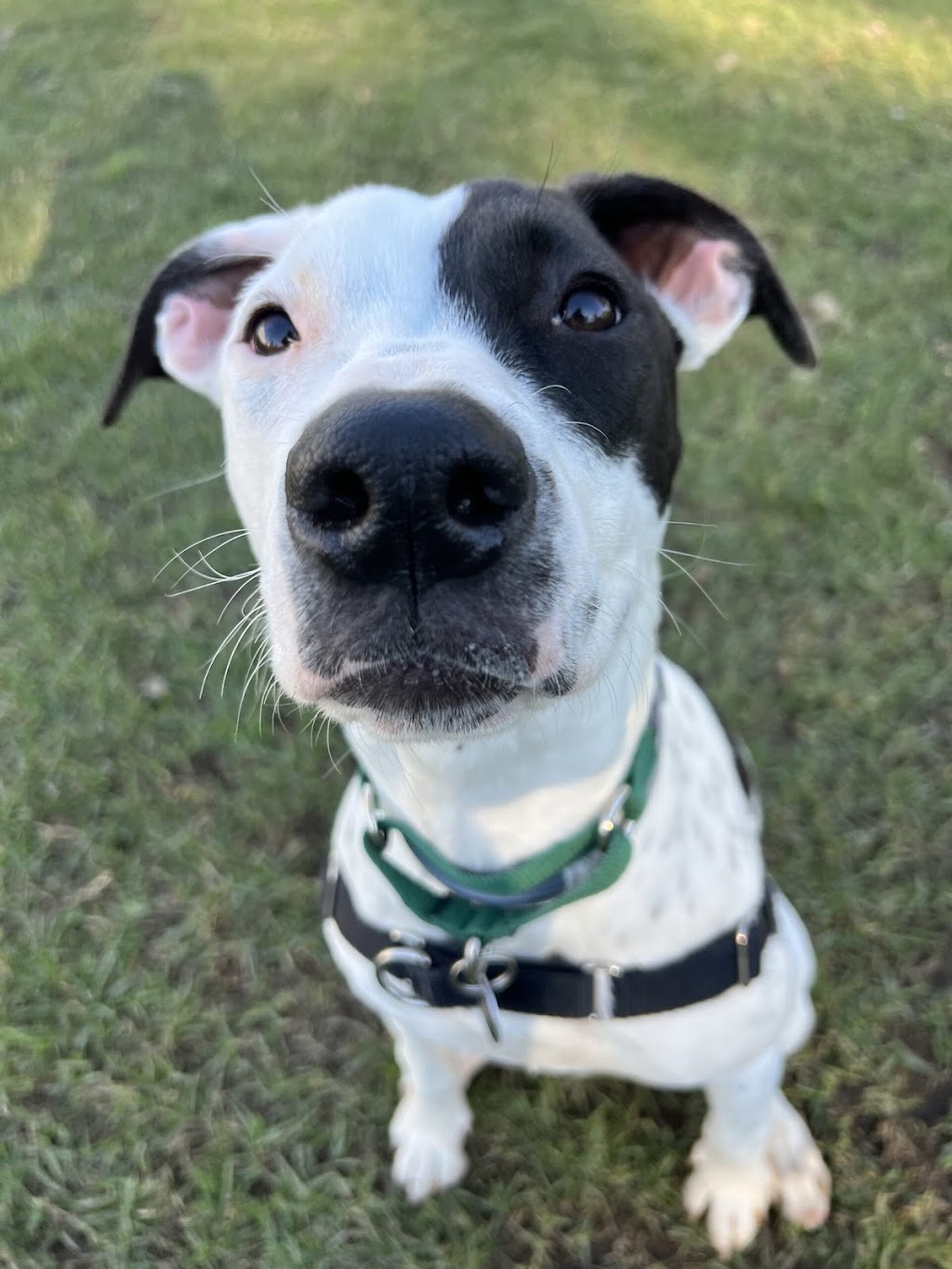 Sydney Dogs & Cats Home | 69-83 Sir Joseph Banks Dr, Kurnell NSW 2231, Australia | Phone: (02) 9587 9611