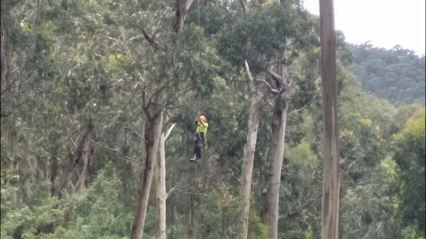 Lund&co Arboriculture |  | 1 Lakes Entrance, Point Lonsdale VIC 3225, Australia | 0435207404 OR +61 435 207 404