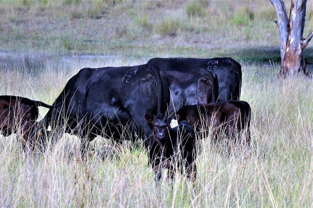 Clunes Crossing Angus | 705 Sorrento Rd, Dalveen QLD 4374, Australia | Phone: 0409 206 792