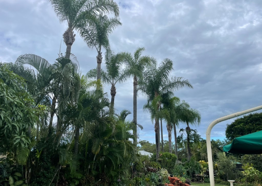 Pacific Tree Services | 31B Alexander Ln, Eltham NSW 2480, Australia | Phone: 0448 954 559