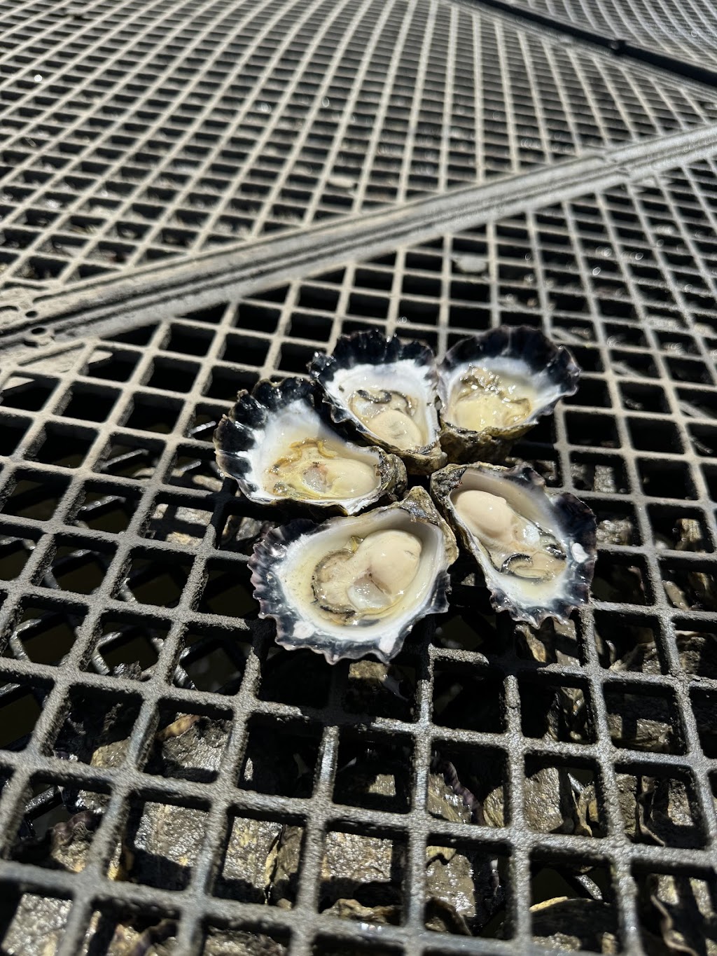 Maurice Oysters Pty Ltd | 9 Barclay St, Karuah NSW 2324, Australia | Phone: 0408 705 410