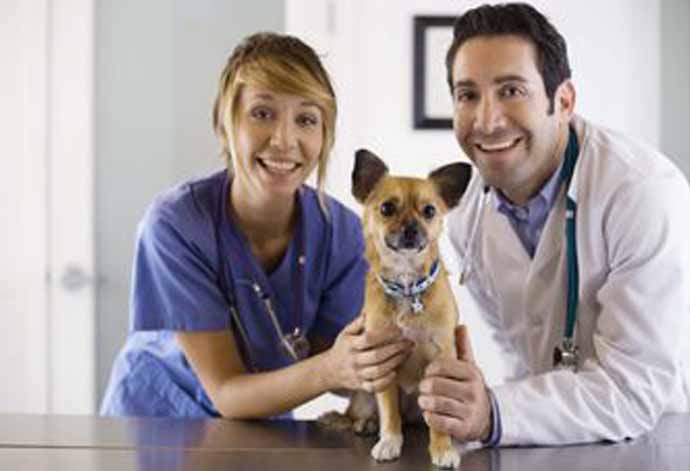 Charmhaven Vet Hospital | veterinary care | 3 OHart Cl, Charmhaven NSW 2263, Australia | 0243932628 OR +61 2 4393 2628