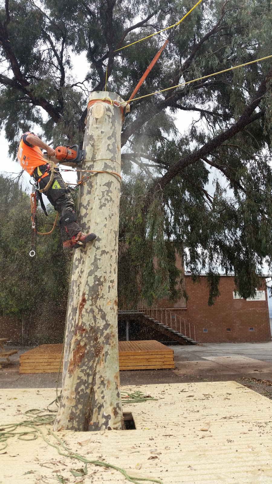 Fifteenfeet Tree Maintenance | 47 Fischer St, Coburg VIC 3058, Australia | Phone: 0435 086 323