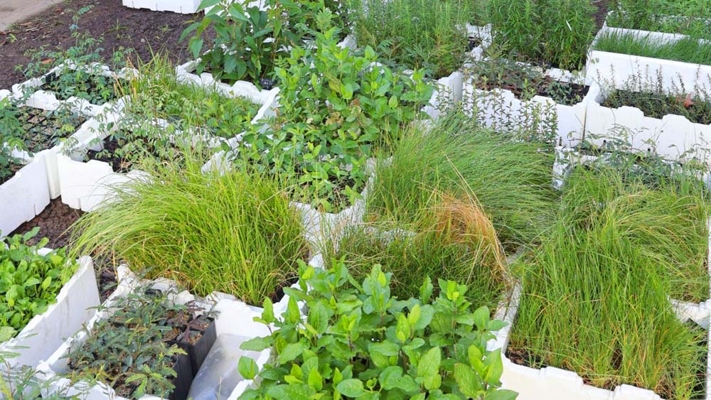 Birds in the Bush Indigenous Plant Nursery | 610 Staughton Vale Rd, Balliang VIC 3340, Australia | Phone: 0401 404 899