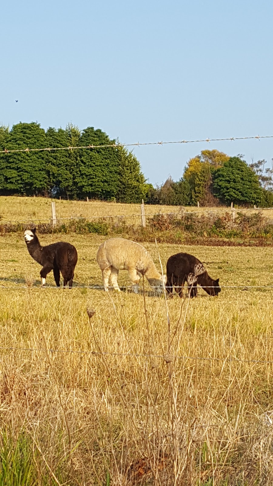 Catweazel Alpacas | 4070 Princes Hwy, Coila NSW 2537, Australia | Phone: 0423 901 510