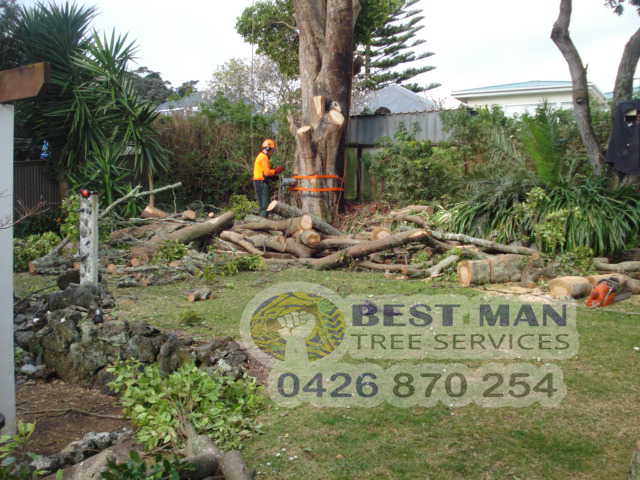 Best Man Tree Services | 3 Roscoe St, Kotara South NSW 2289, Australia | Phone: 0411 520 336