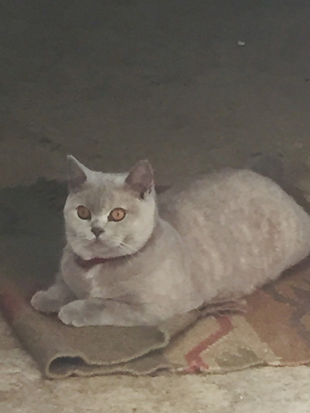 Salah British Shorthair Cattery | 15 Miles Rd, Bunyip VIC 3815, Australia | Phone: 0407 044 901