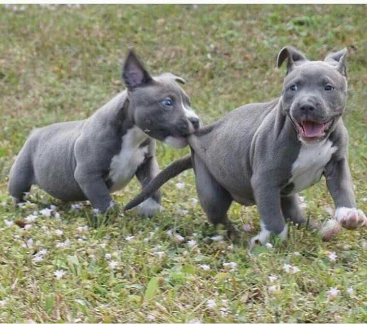 Staffy puppy for adoption | Great Ocean Rd, Lorne VIC 3232, Australia | Phone: 0468 134 315