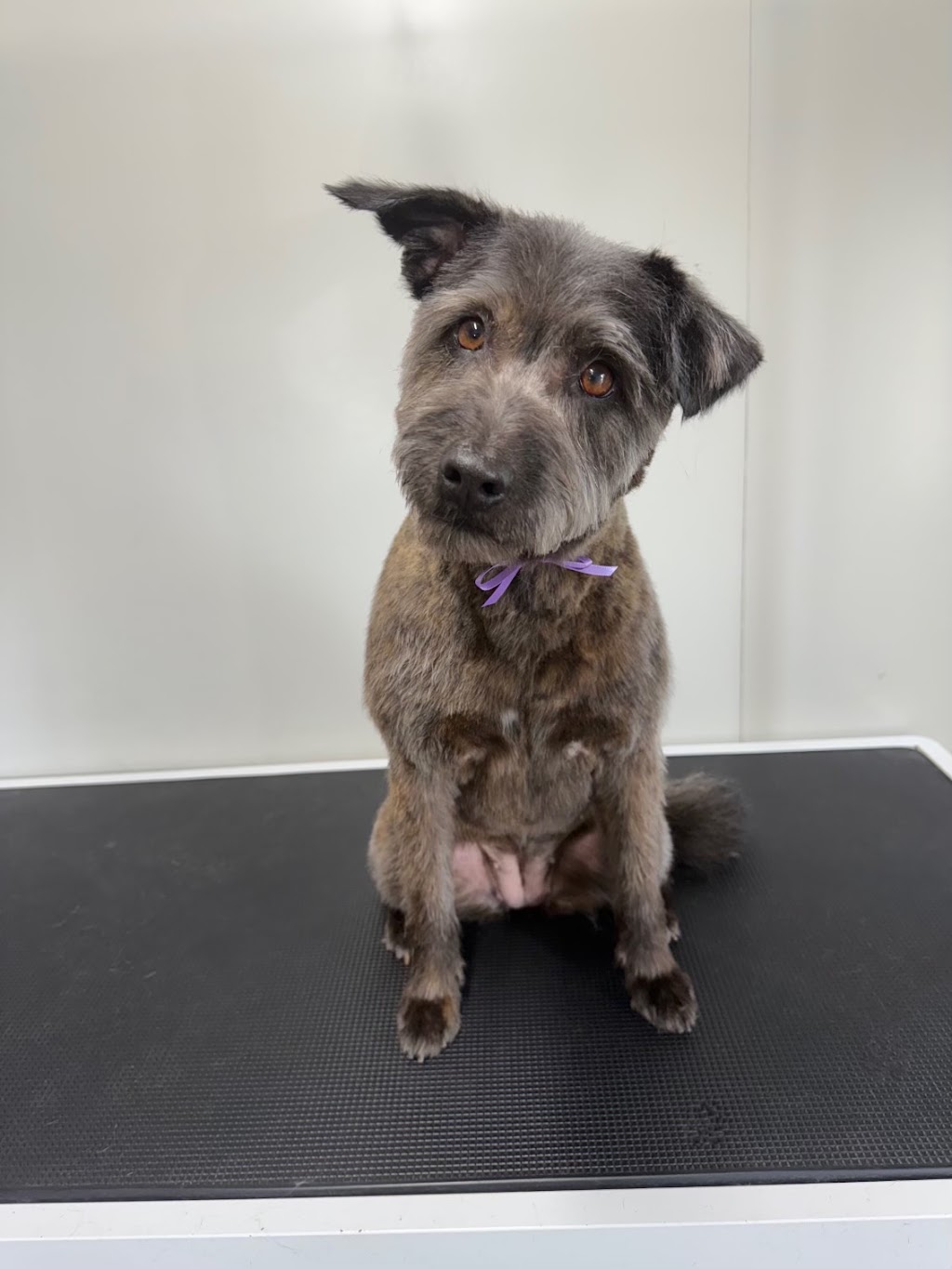 Bark Avenue Dog Grooming | 6 East St, Blakehurst NSW 2221, Australia | Phone: 0423 206 208