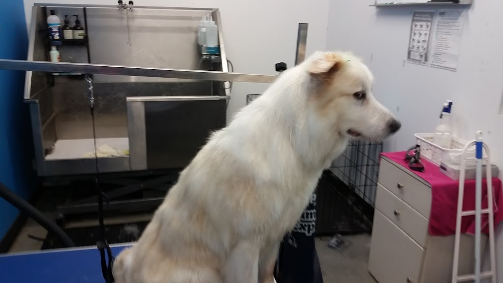 Fur King Groomer | Unit 1/90 Mount Hall Rd, Raymond Terrace NSW 2324, Australia | Phone: 0422 296 663