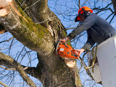 All Seasons Tree Lopping Services | Servicing Blacktown, Blue Mountains, Hills District, Windsor, Marsden Park Jordan Springs, Rouse Hill, Kellyville, Baulkham Hills, Bella Vista Carlingford Katoomba, Springwood, Emu Plains, Blaxland, 17 Muscio, Colyton NSW 2760, Australia | Phone: 0423 682 322