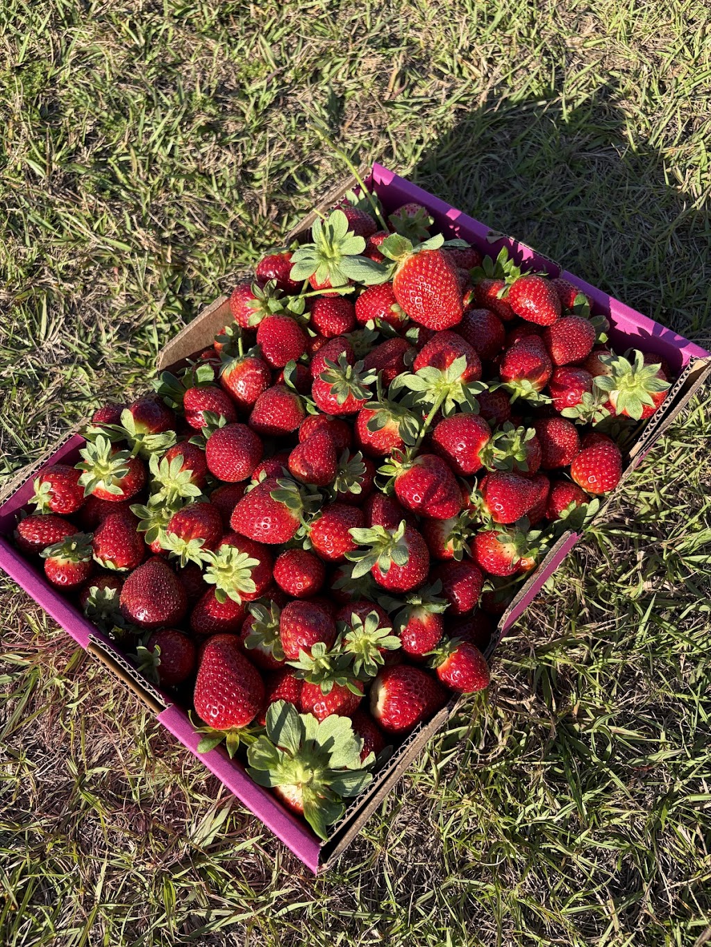 Berry and Blossom Fruit Co | 535 Bells Creek Rd, Bells Creek QLD 4551, Australia | Phone: 0403 467 553