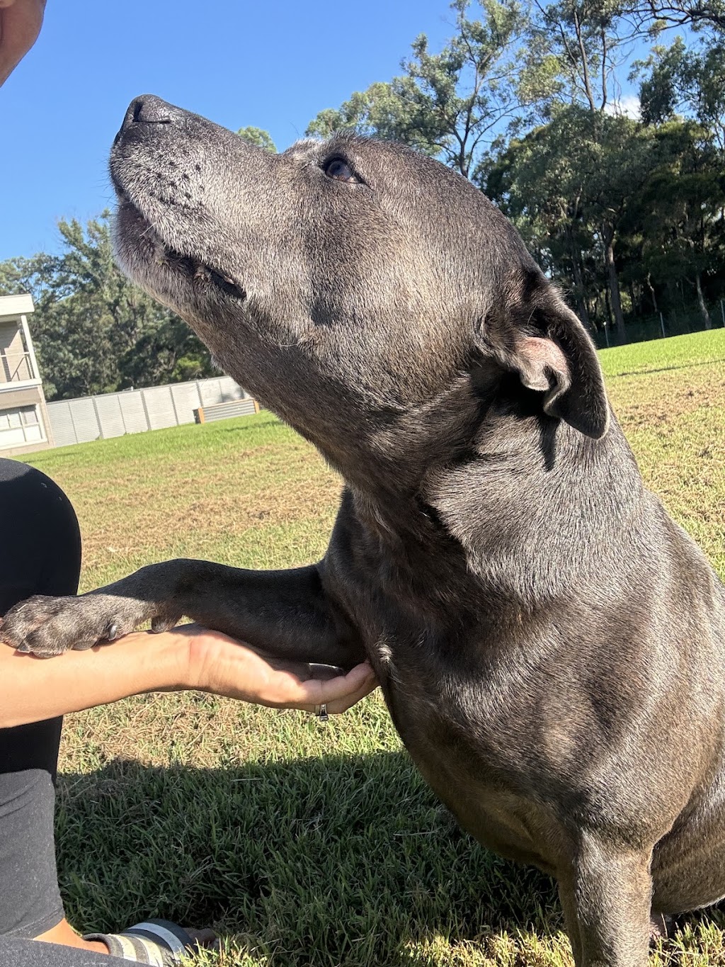 Blue Paws Resort | 172 Church St, Cranebrook NSW 2749, Australia | Phone: 0432 696 017
