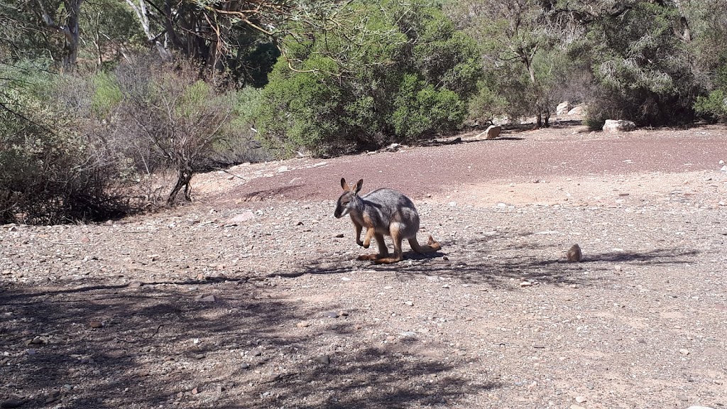 Teamsters Campground | campground | Brachina Gorge Rd, Flinders Ranges SA 5434, Australia