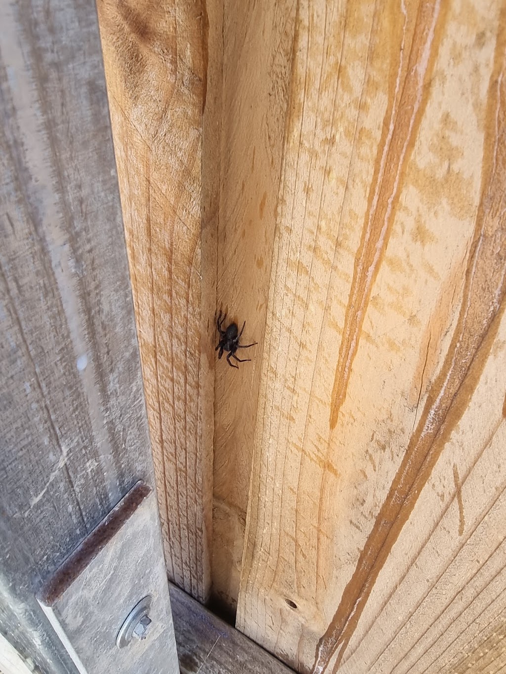 Terminate Pest Control | Halifax Way, Gledswood Hills NSW 2557, Australia | Phone: 0433 870 651