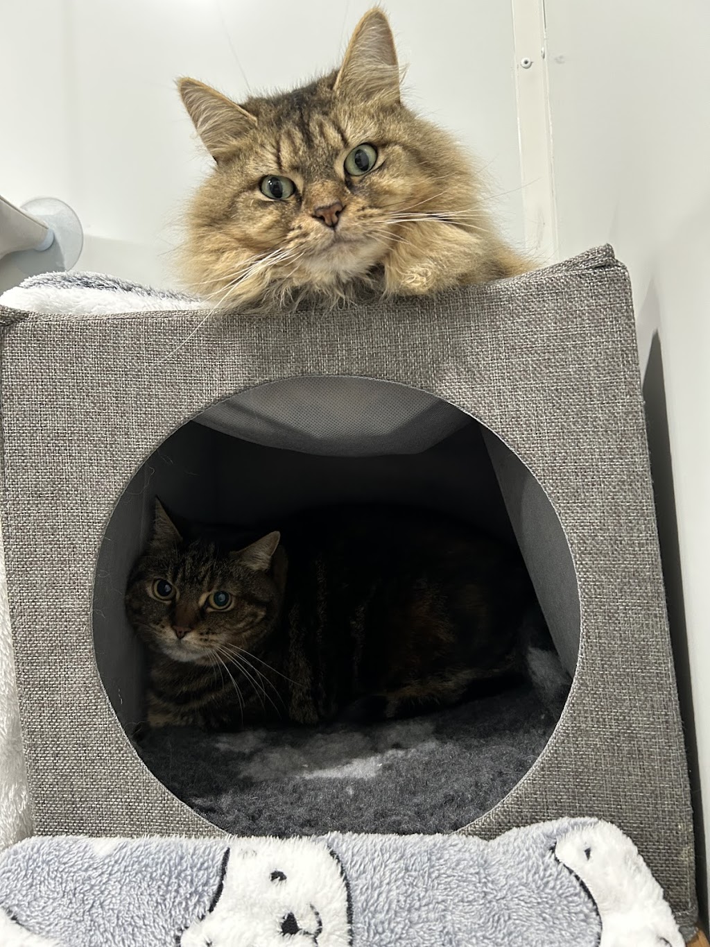 Cardinia Cattery | 200 Bladens Rd, Koo Wee Rup VIC 3981, Australia | Phone: 0499 453 847
