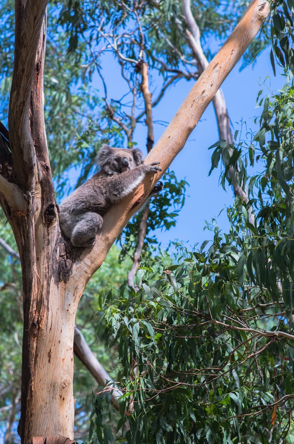 Koala Reserve | park | 1810 Phillip Island Rd, Phillip Island VIC 3923, Australia | 0359512800 OR +61 3 5951 2800