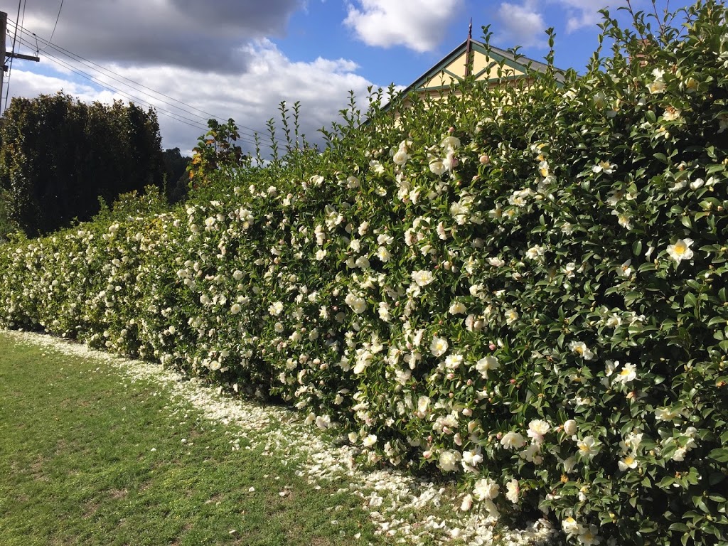 Rhodo Glen Nurseries - Camellia Grower | 6 Georges Rd, The Patch VIC 3792, Australia | Phone: (03) 9756 6245