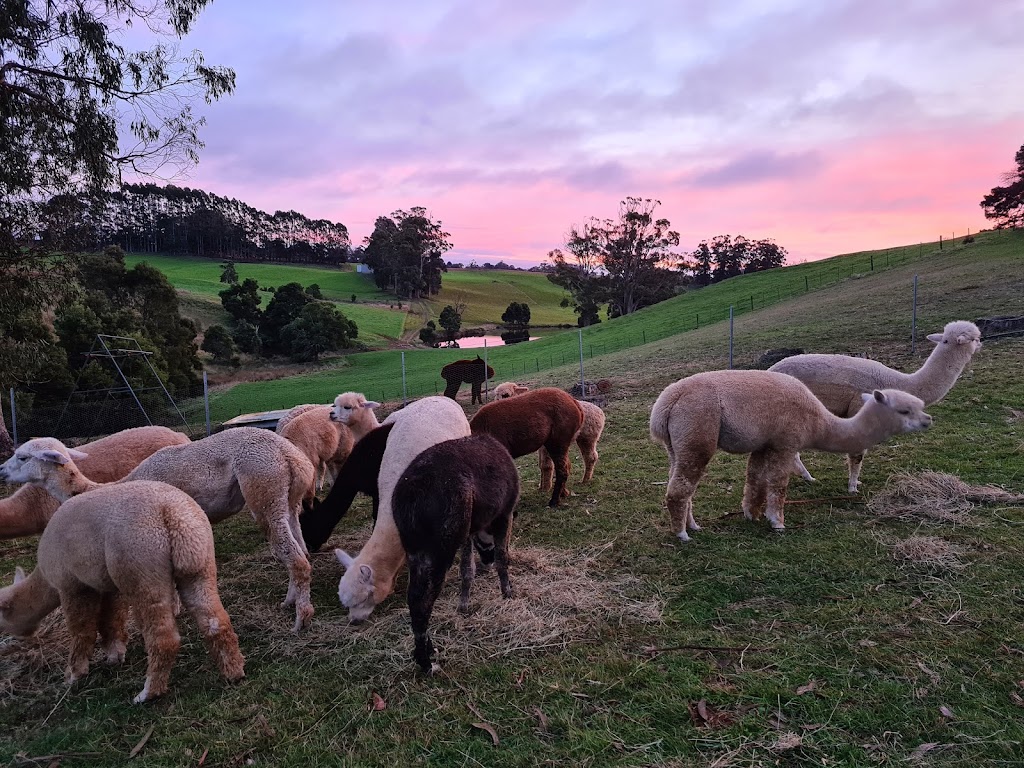 Wombats Range Alpaca Stud | 112 Poimena Rd, West Mooreville TAS 7321, Australia | Phone: 0423 247 188