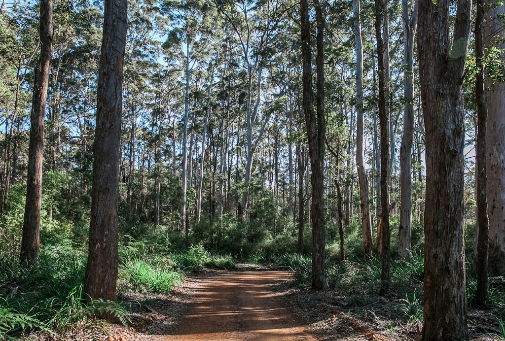 The Floating Forest | 168 Mount Shadforth Rd, Denmark WA 6333, Australia | Phone: (08) 9848 2784