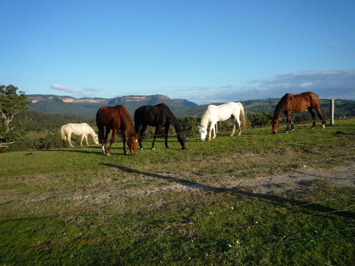 Blue Mountains Horse Riding |  | 993 Megalong Rd, Megalong Valley NSW 2785, Australia | 0247878188 OR +61 2 4787 8188