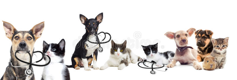 Burragorang Veterinary Clinic | 49 John St, The Oaks NSW 2570, Australia | Phone: (02) 4657 2333