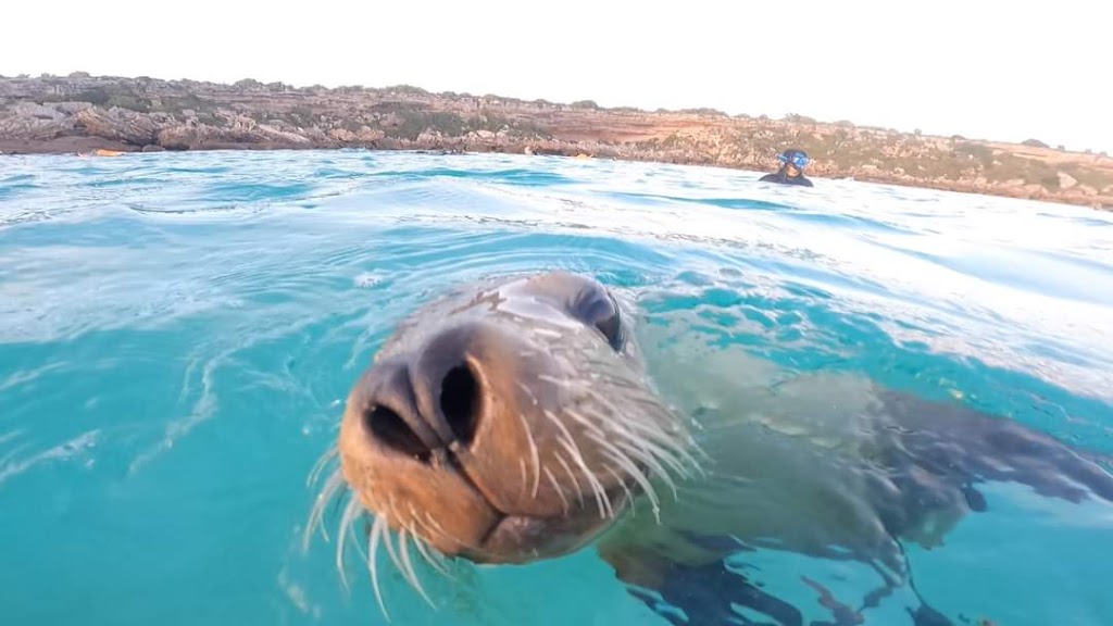 Shark Cage Diving with Calypso Star Charters | 10 S Quay Blvd, Port Lincoln SA 5606, Australia | Phone: (08) 8682 3939