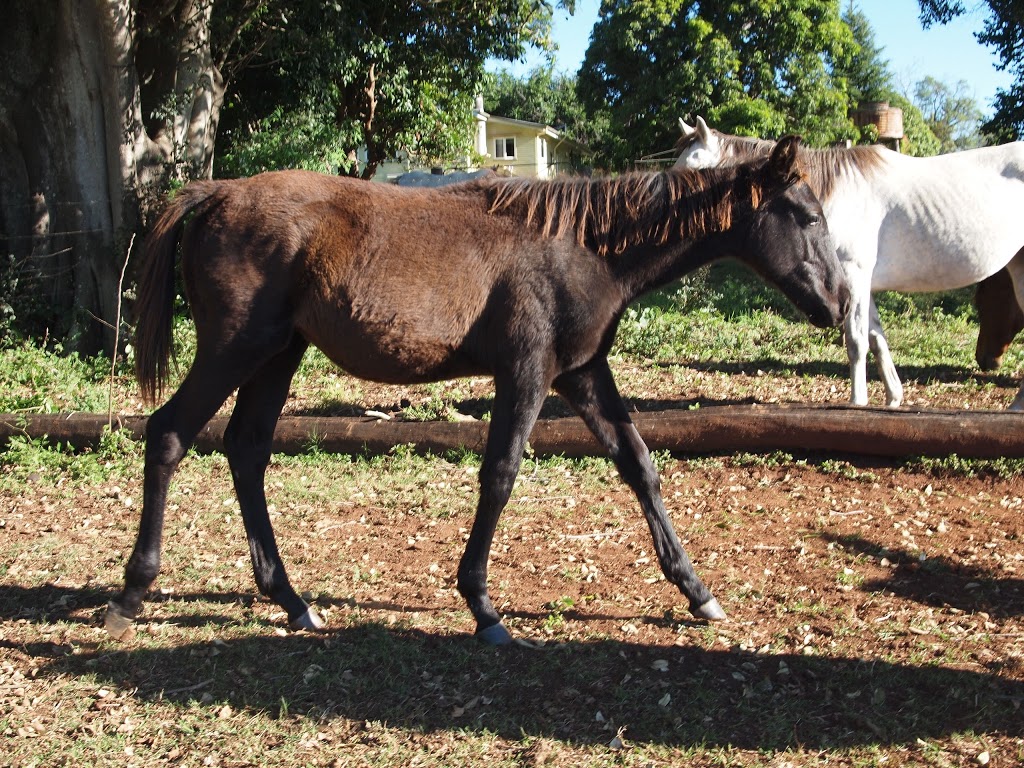 Peppy Park | 1263 Maryborough Biggenden Rd, Maryborough QLD 4650, Australia | Phone: (07) 4121 2708