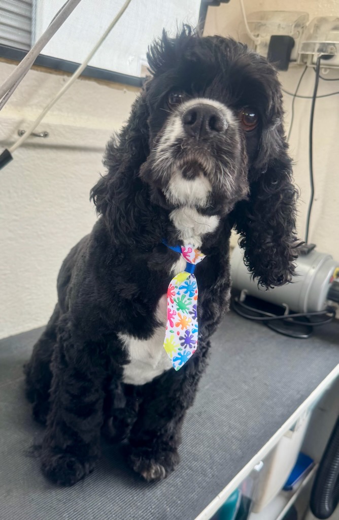 Perfect Paws Dog Spa - GV | 16 McFarlane Rd, Mooroopna VIC 3629, Australia | Phone: 0407 871 900