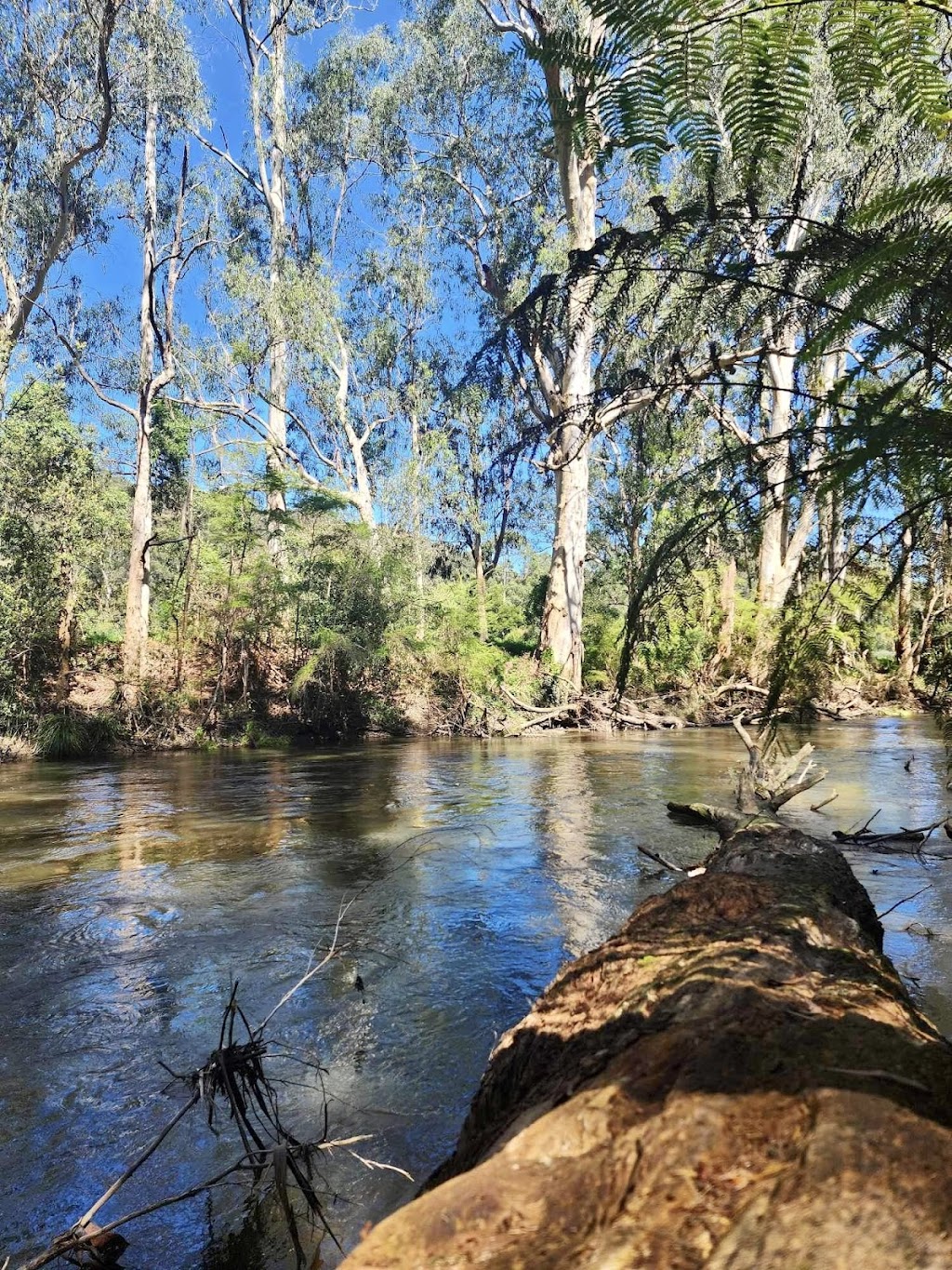 Riverwood Cottage Warburton accessible accommodation | 212 Woods Point Rd, East Warburton VIC 3799, Australia | Phone: 0405 523 722